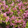 Snippet Lime® Weigela -Greatgardenplants Weigela Snippet Lime 2 P