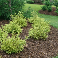 Bubbly Wine™ Weigela -Greatgardenplants WeigelaBubblyWineDSC04588 800x800 fef1585