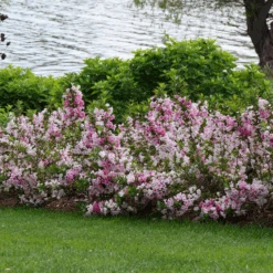 Czechmark Trilogy® Weigela -Greatgardenplants WeigelaCzechmarkTrilogyP1060922 800x800 2a9d56d