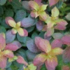 Midnight Sun™ Weigela -Greatgardenplants WeigelaMidnightSunP1093797 1080x1080 33ae4e4
