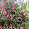 Sonic Bloom Wine™ Weigela -Greatgardenplants WeigelaSonicBloomWineIMG 4242 1080x1080 ef83019