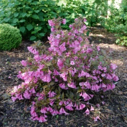Sonic Bloom Wine™ Weigela -Greatgardenplants WeigelaSonicBloomWineP1194940 1080x1080 4e2be0d