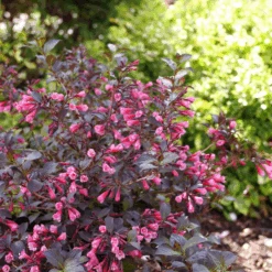 Very Fine Wine™ Weigela -Greatgardenplants WeigelaVeryFineWineP1162632 800x800 7a32969
