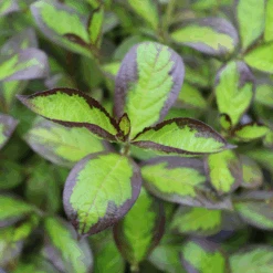 Vinho VerdeĀ® Weigela