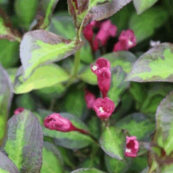 Vinho Verde® Weigela -Greatgardenplants WeigelaVinhoVerdeIMG 1627 1080x1080 2d488f3