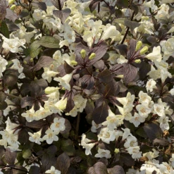 Wine & Spirits™ Weigela -Greatgardenplants WeigelaWineSpiritsIMG 7142 1080x1080 8ecb085