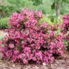 Sonic Bloom Punch™ Weigela -Greatgardenplants Weigela Sonic Bloom Punch P1214263