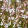 'Whirling Butterflies' Beeblossom (Gaura) -Greatgardenplants Whirling Butterflies Beeblossom Gaura