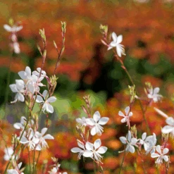 'Whirling Butterflies' Beeblossom (Gaura) -Greatgardenplants Whirling Butterflies Beeblossom Gaura 1