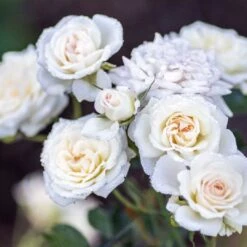 White Drift® Rose -Greatgardenplants WhiteDrift Rose 3
