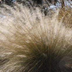 'White Cloud' Muhly Grass (Muhlenbergia)