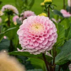 'Wizard Of Oz' Dahlia -Greatgardenplants Wizard of Oz Dahlia 3