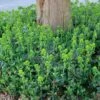 Wood Spurge (Euphorbia) -Greatgardenplants WoodSpurge Euphorbiaamygdaloidesvar.robbiae