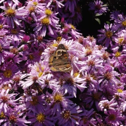'Wood's Pink' Aster -Greatgardenplants Woods pink aster