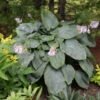 Shadowland® 'Empress Wu' Hosta -Greatgardenplants a02778802d31f95ab9aefbf8c71b51ad