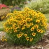 Designer Threads™ 'Golden Needles' Tickseed -Greatgardenplants a0a311f0306614d46c2540eaa818175f