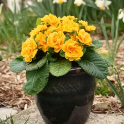 Bouquet Perfect™ 'Mandarin' Primrose -Greatgardenplants a20290eaa51c635a80390eab2148cd2e
