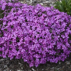 'Magenta Sprite' Hybrid Spring Phlox -Greatgardenplants a3a561a4ec62518a5b11e34186cf3056