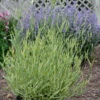 Platinum Blonde™ Lavender -Greatgardenplants a66301a91b07417a013723974b82e0c2 9e841bb9 621c 45c4 8ae0 a12bfaba062a