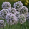 'Bobblehead' Allium -Greatgardenplants a721d74d7295f96fc06424db59fda113