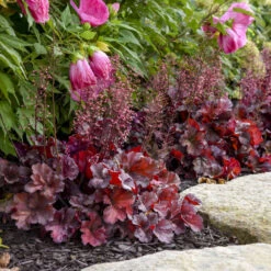Primo® 'Mahogany Monster' Coral Bells -Greatgardenplants a7cddb4016d96a7b92c795de587aaf69