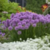 'Millenium' Allium