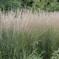 'Karl Foerster' Feather Reed Grass -Greatgardenplants ab49f9ad0a0821b841814629f0f7bb0a