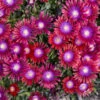 Kaleidoscope™ 'Razzle Dazzle' Ice Plant -Greatgardenplants ab9f8d4fa0a4d8a31f5570bddb964d2d