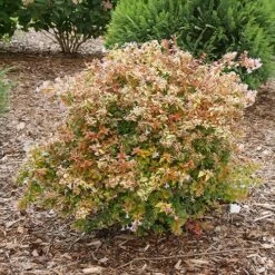 Funshine® Abelia -Greatgardenplants abelia funshine 1 P sw