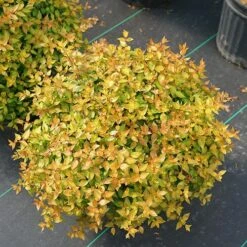 Funshine® Abelia -Greatgardenplants abelia funshine 3 P sw