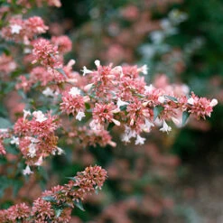 Ruby Anniversary® Abelia -Greatgardenplants abelia ruby anniversary 3 P