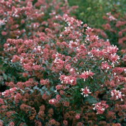 Ruby Anniversary® Abelia -Greatgardenplants abelia ruby anniversary 4 P