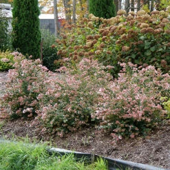 Ruby Anniversary® Abelia -Greatgardenplants abelia ruby anniversary 5 P