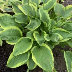Shadowland® 'Lone Star' Hosta -Greatgardenplants adf534505a6fa203ffe8e4351850b130