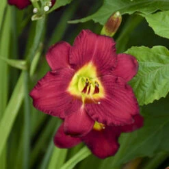 'Pardon Me' Daylily -Greatgardenplants aec67857338f32b0b78ea7cd5cb76e30