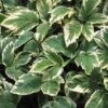 Variegated Bishop's Weed -Greatgardenplants aegopodium variegatum bishops weed 1 sw