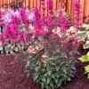 'Morello' Hummingbird Mint -Greatgardenplants agastache morello 1 P
