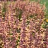 Meant To Bee™ Queen Nectarine Hummingbird Mint -Greatgardenplants agastache queen nectarine apj21 1