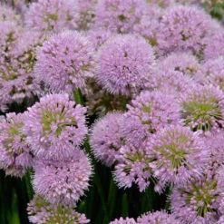 'Millenium' Allium -Greatgardenplants allium millenium 2