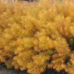 Threadleaf Bluestar -Greatgardenplants amsonia hubrichtii bluestar 2