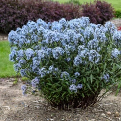 'Storm Cloud' Bluestar -Greatgardenplants amsonia tabernaemontana storm cloud bluestar 2