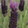 Anouk Supreme Spanish Lavender 1 Anouk Supreme Spanish Lavender -Greatgardenplants anouk supreme spanish lavender