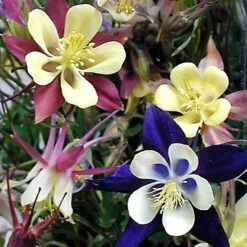 'Biedermeier Mix' Columbine -Greatgardenplants aquilegia biedermeier mix columbine 4 square sw