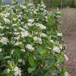 Low Scape Hedger® Aronia -Greatgardenplants aronia low scape hedger 2 P