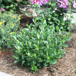 Low Scape Mound® Aronia -Greatgardenplants aronia low scape mound 5