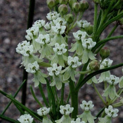 Whorled Milkweed -Greatgardenplants asclepias verticillata whorled milkweed 6