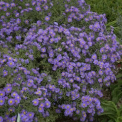 Kickin® 'Lilac Blue' New England Aster -Greatgardenplants aster kickin lilac blue 3