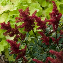 Red Astilbe -Greatgardenplants astilbe fanal red false spirea 3