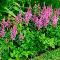 'Visions' Astilbe 10 'Visions' Astilbe -Greatgardenplants astilbe visions false spirea 2