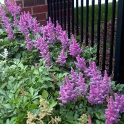 'Visions' Astilbe 11 'Visions' Astilbe -Greatgardenplants astilbe visions false spirea 3